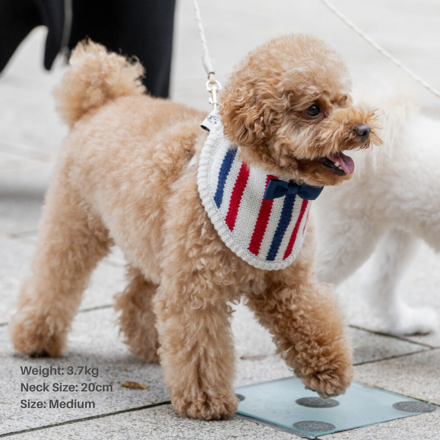 KNIT BANDANA（Tricolore）